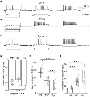 GABAAR-mediated tonic inhibition differentially modulates intrinsic excitability of VIP- and SST- expressing interneurons in layers 2/3 of the somatosensory cortex